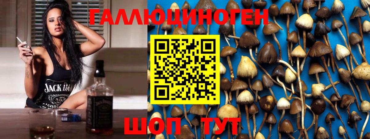 Галлюциногенные грибы Psilocybine cubensis Славгород